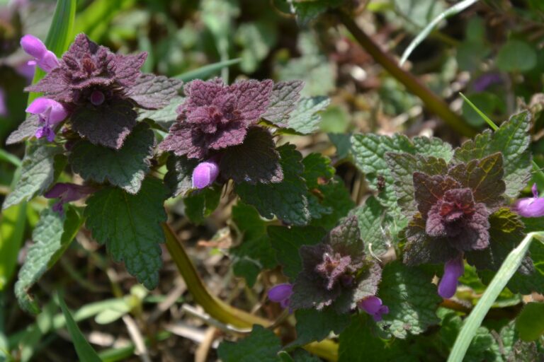 Jasnota purpurowa – roślina o zdrowotnych właściwościach